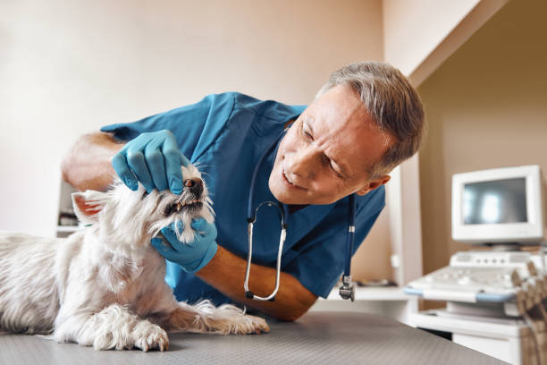 Best Pediatric Emergency Dentist in North Lima, OH